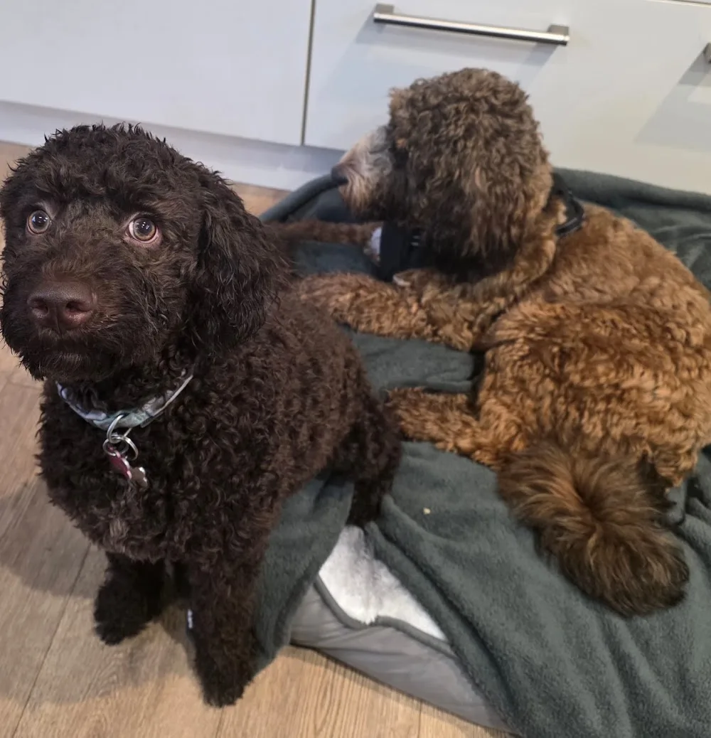 Julies’ Furballs -Home Dog Boarding - Burton-on-Trent pet otel