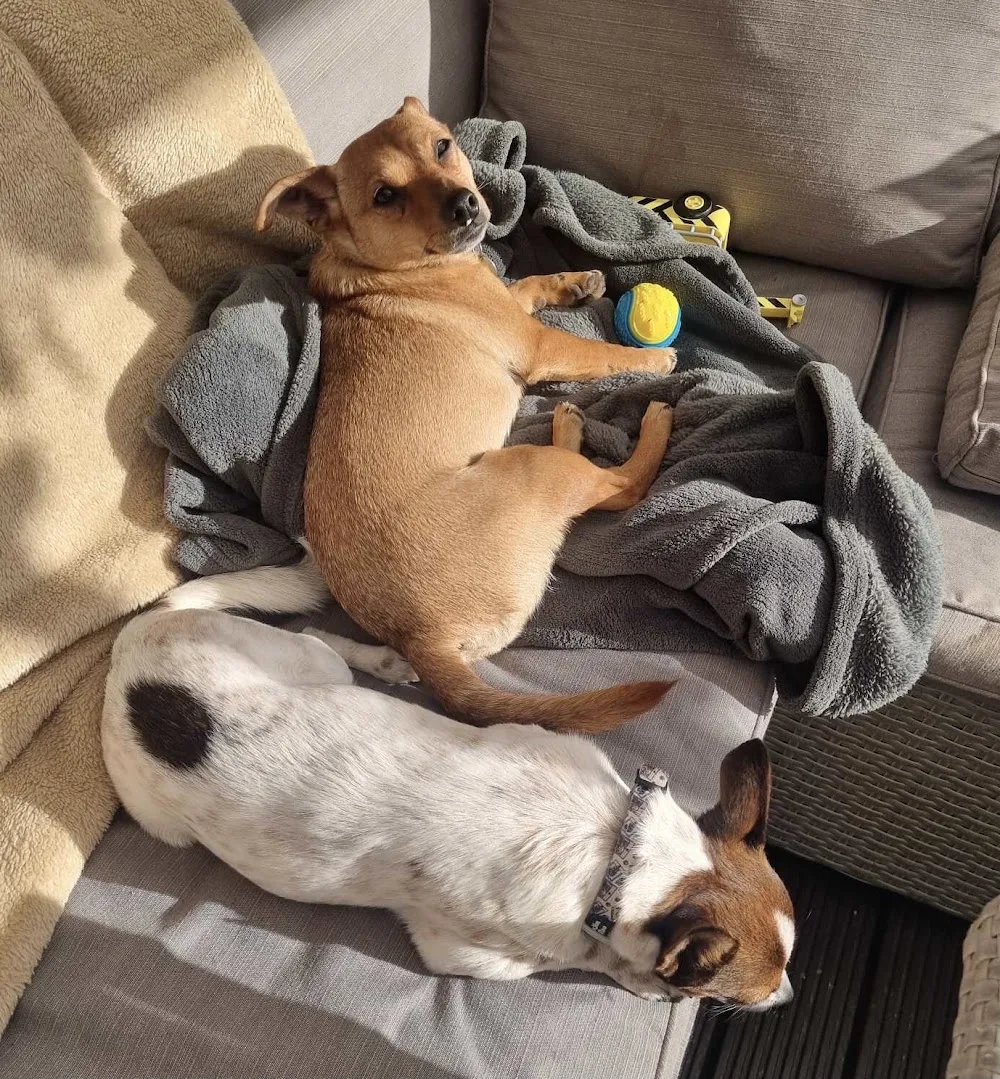 Julies’ Furballs -Home Dog Boarding - Burton-on-Trent pet otel görseli 3
