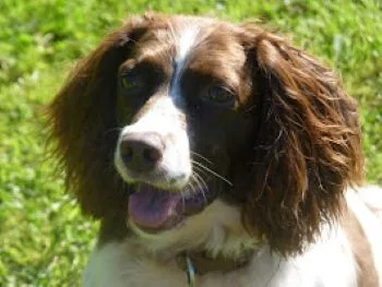 Longcroft Boarding Kennels & Cattery Ltd - Burton-on-Trent pet otel