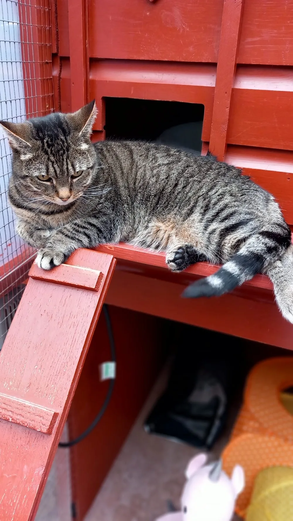 Roseview Cattery - Burton-on-Trent pet otel görseli 2