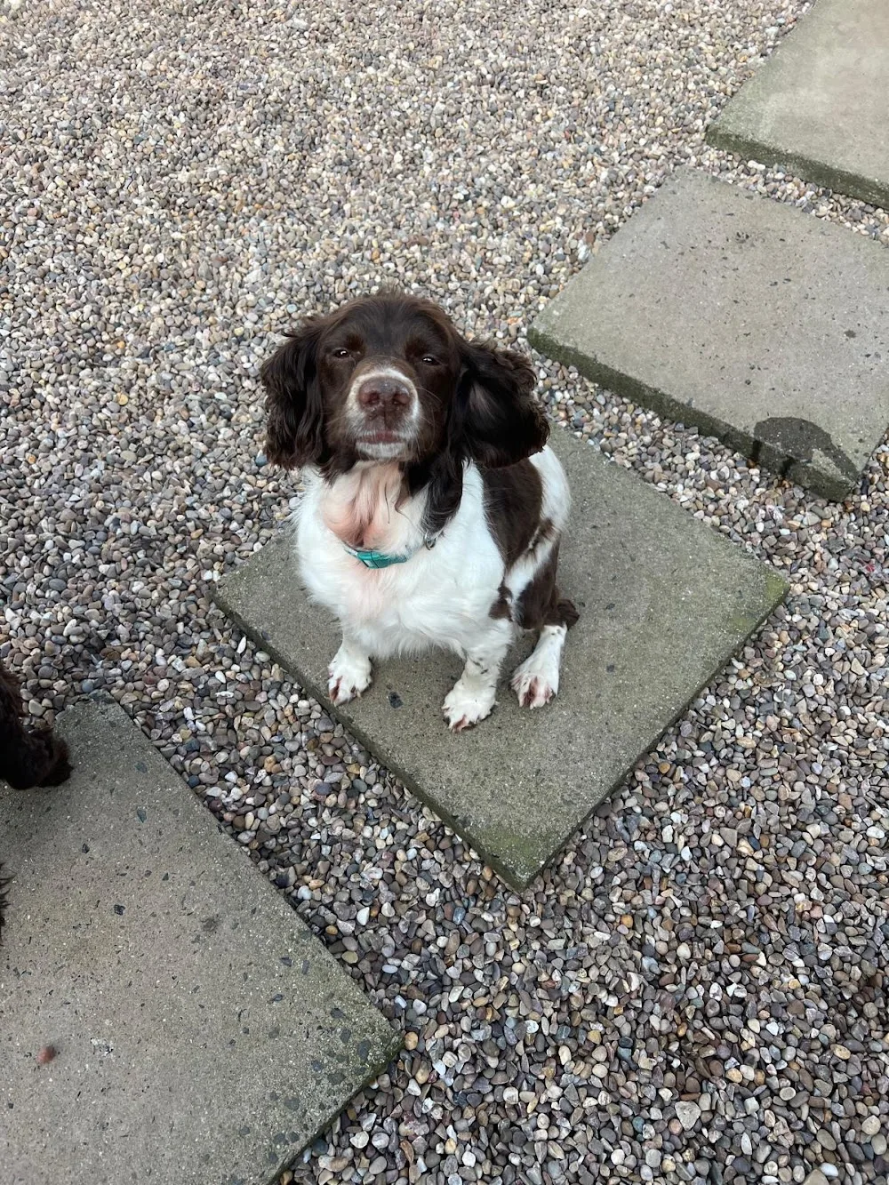 Royston Fields Boarding - Burton-on-Trent pet otel görseli 3