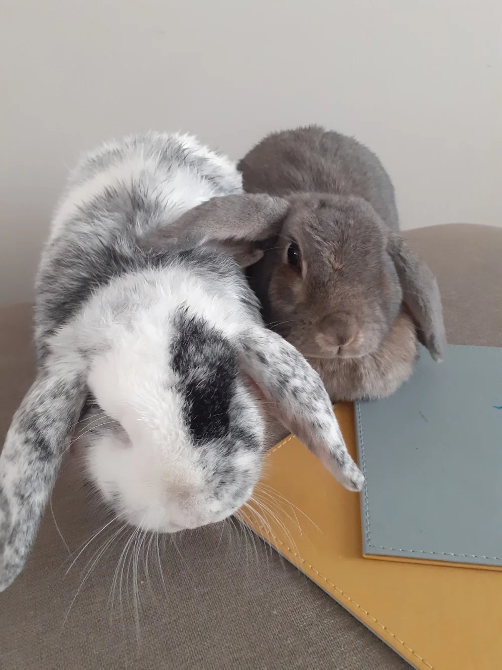 Stenson bunny boarding - Burton-on-Trent pet otel görseli 2