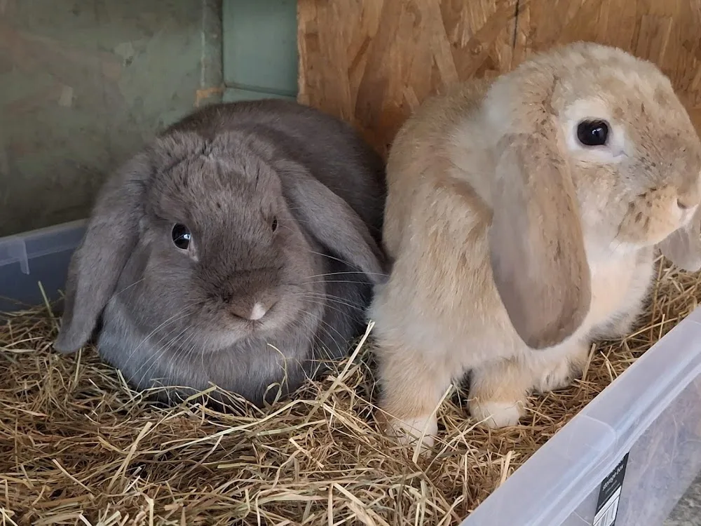 Stenson bunny boarding - Burton-on-Trent pet otel görseli 3