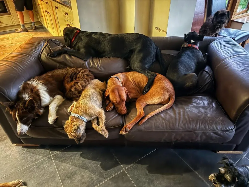 Walls4Paws Exclusive Home Boarding and Doggie Day Care - Burton-on-Trent pet otel görseli 3