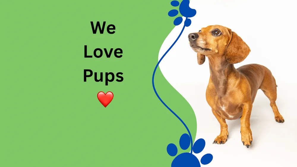 We Love Pups - Derby, Burton & Uttoxeter - Burton-on-Trent pet otel