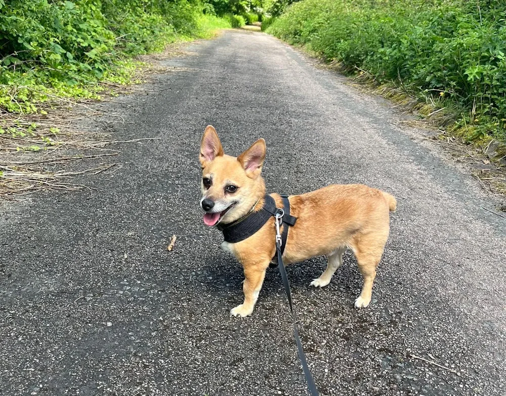 We Love Pups - Derby, Burton & Uttoxeter - Burton-on-Trent pet otel görseli 3