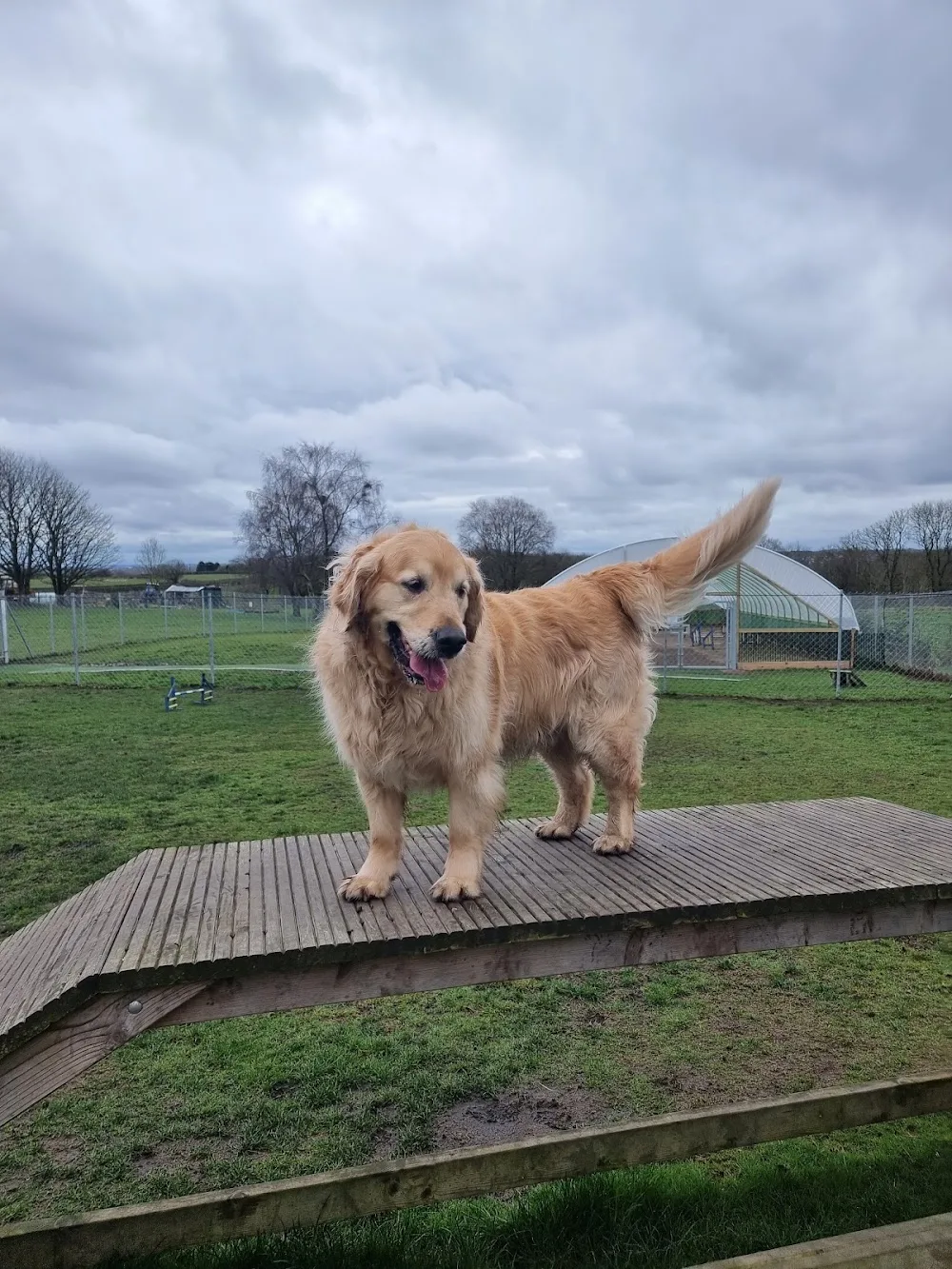 Clarks Hill Kennels & Cattery - Bury pet otel görseli 3