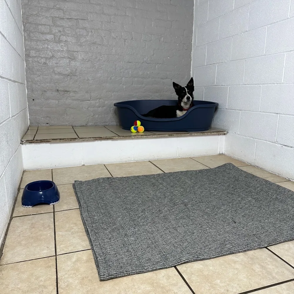 Pearson & Paws Dog Boarding Kennels - Bury pet otel görseli 3