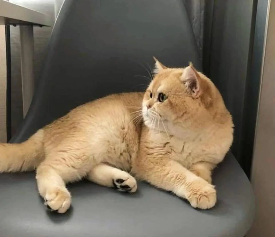 AURA DREAM CATTERY - Busan pet otel