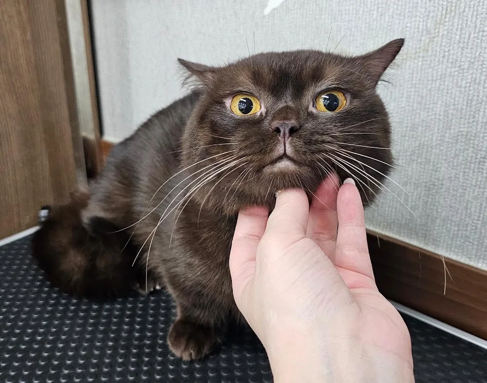 AURA DREAM CATTERY - Busan pet otel görseli 3