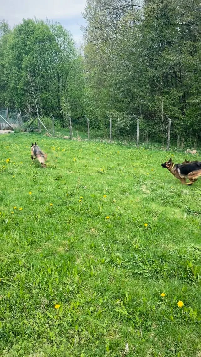 Damtjern Hundehotell - Buskerud pet otel