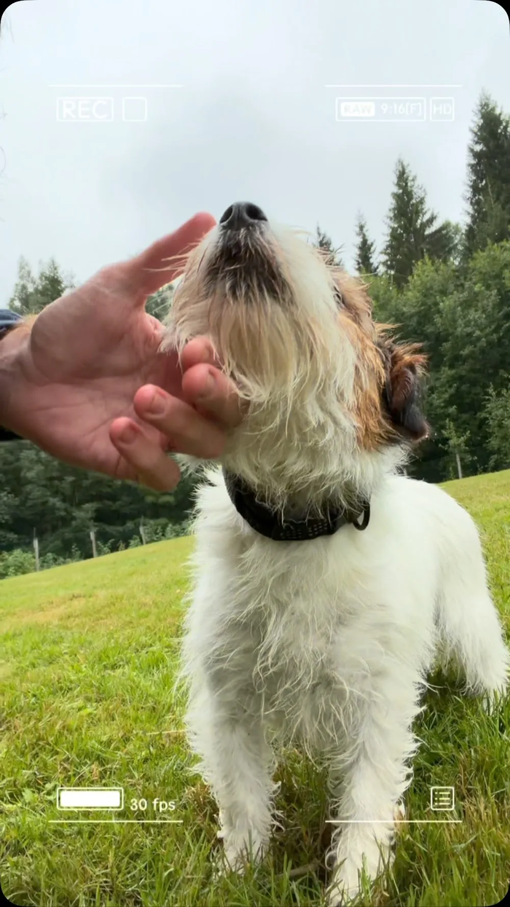Damtjern Hundehotell - Buskerud pet otel görseli 3