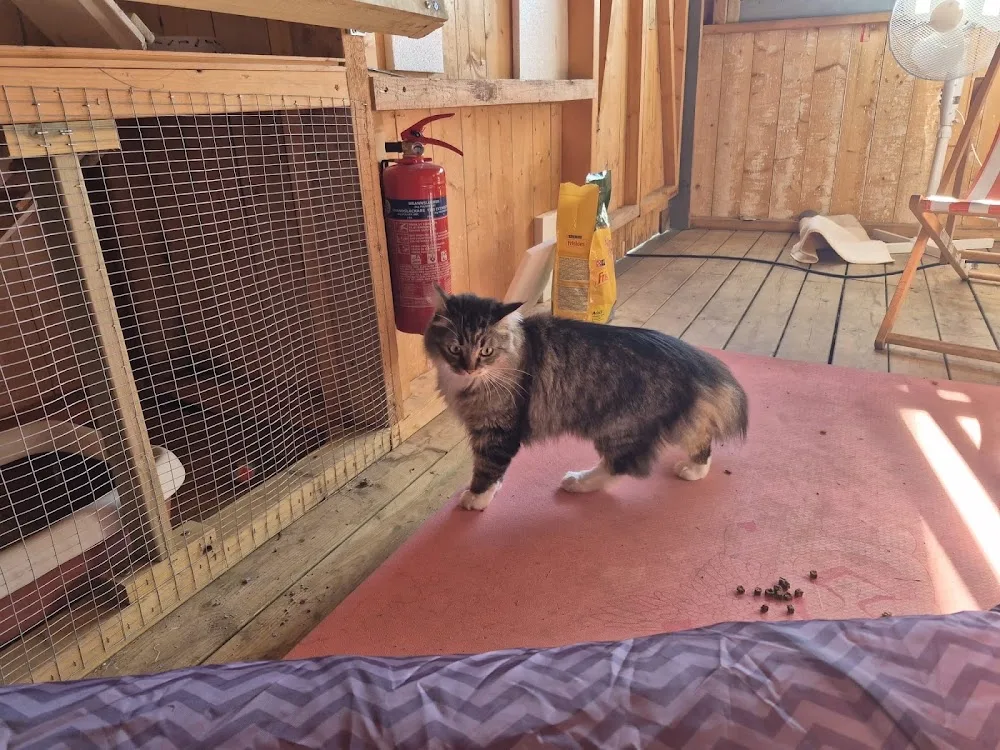 Gleinasen Kattepass - Buskerud pet otel görseli 3