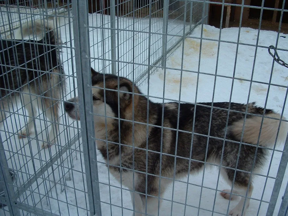 Hellemutten Kennel - Buskerud pet otel