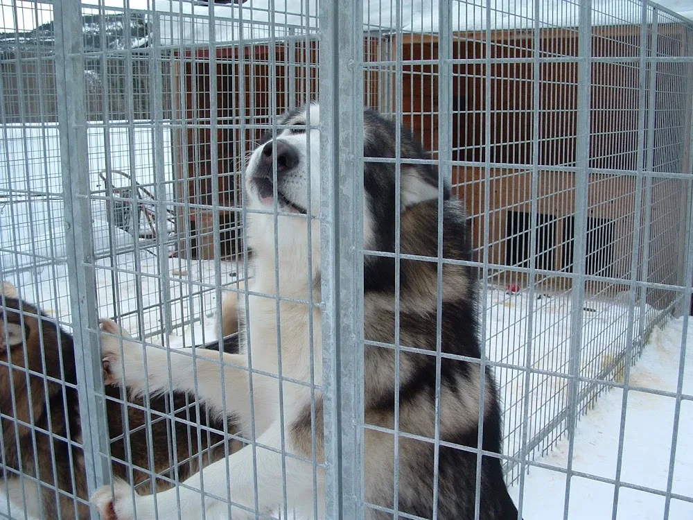 Hellemutten Kennel - Buskerud pet otel görseli 3