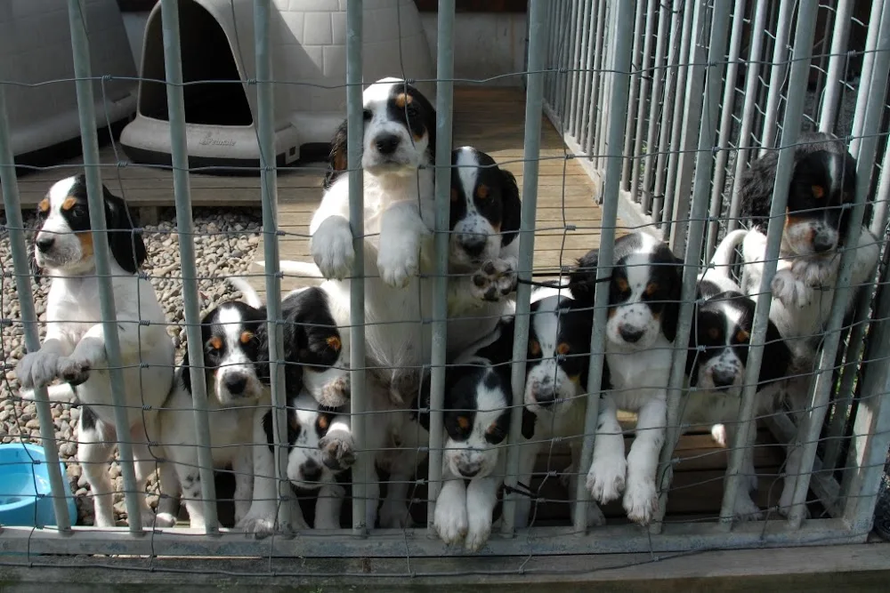 Kennel Alstedlund - Buskerud pet otel görseli 3
