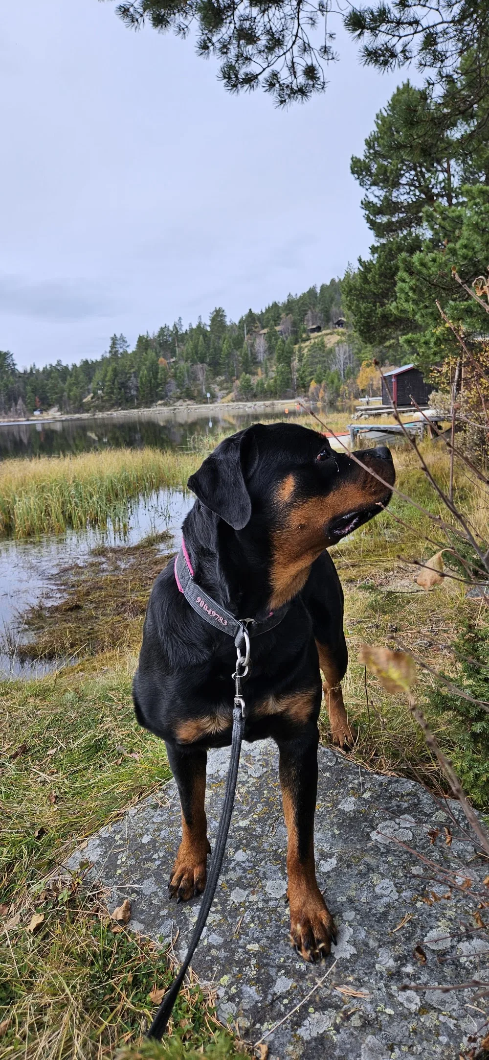 Kennel Nobel Advance - Buskerud pet otel