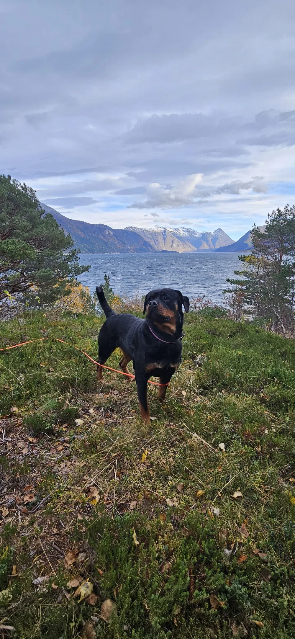 Kennel Nobel Advance - Buskerud pet otel görseli 3