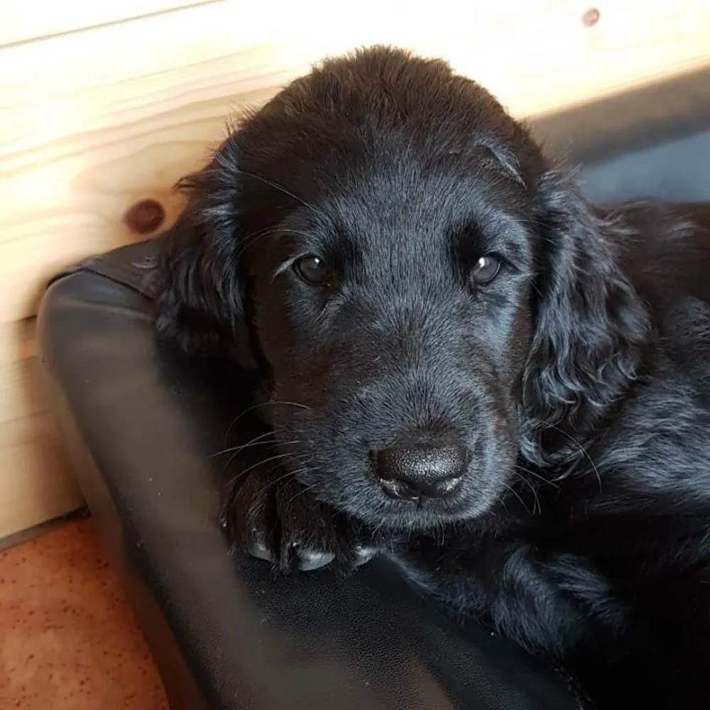 Kennel Smallville - Buskerud pet otel