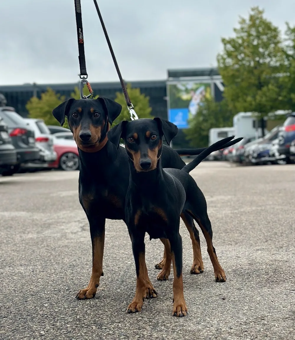 Kennel Whiquila - Buskerud pet otel görseli 3