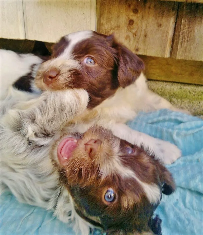 Urtehagens kennel - Buskerud pet otel