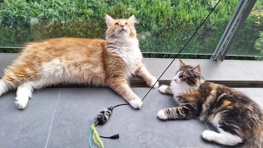 Artemis & CO - Hôtel et pension pour chats, cat-sitting et pet-sitting - Bussigny pet otel görseli 3