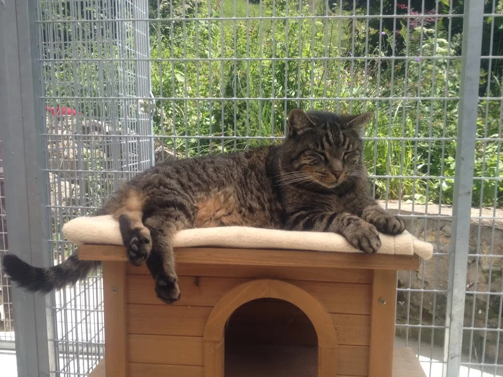 Château Vallon Pension Pour Chats - Bussigny pet otel