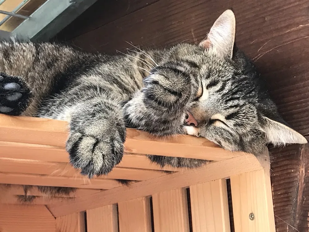 Château Vallon Pension Pour Chats - Bussigny pet otel görseli 3