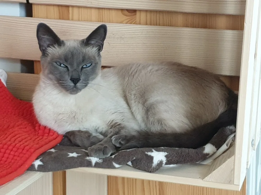 Chatterie De La Colline - Bussigny pet otel görseli 3