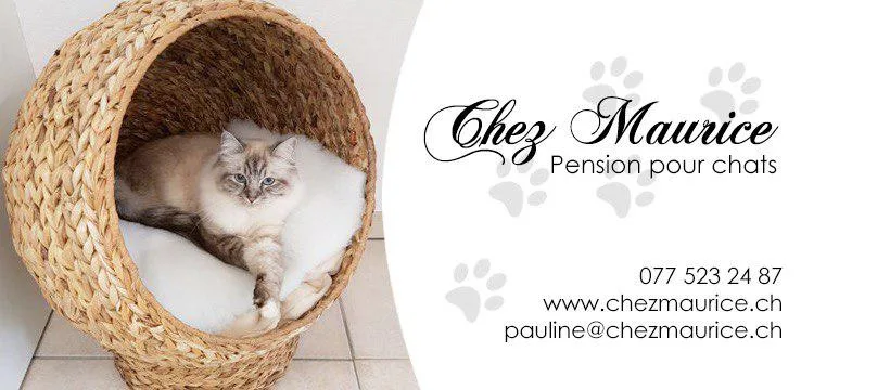 Chez Maurice, pension pour chats - Bussigny pet otel