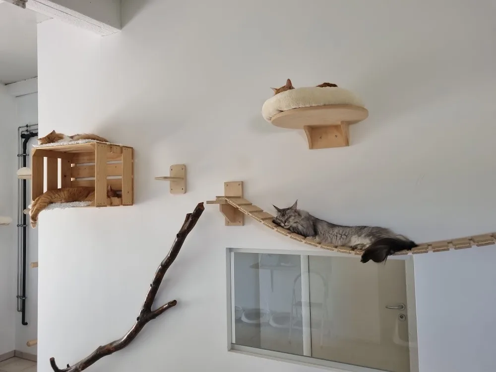 Chez Maurice, pension pour chats - Bussigny pet otel görseli 3