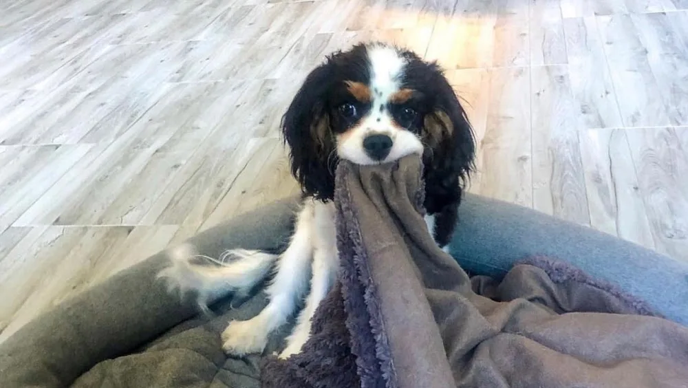 Dogs Paradise - Bussigny pet otel