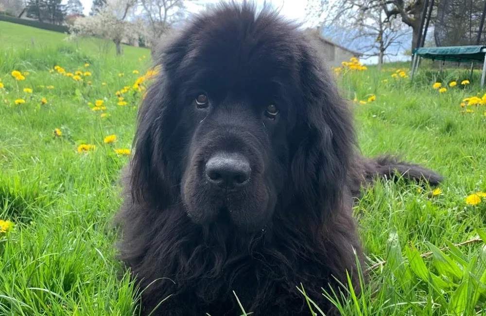 La Dolce Vita, Pension pour chiens - Bussigny pet otel