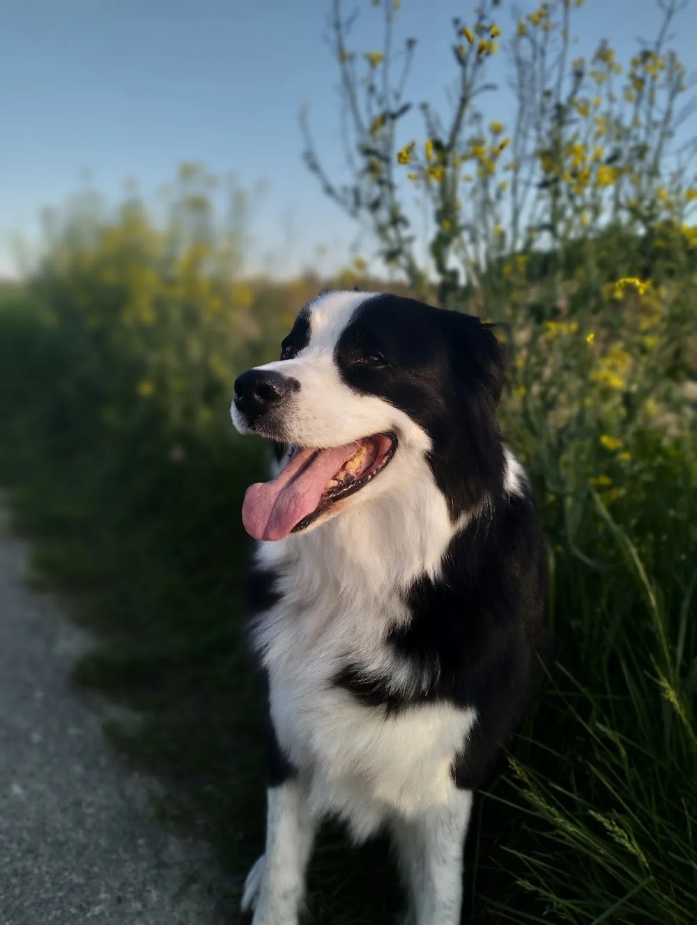 LsDogsWorld - Bussigny pet otel