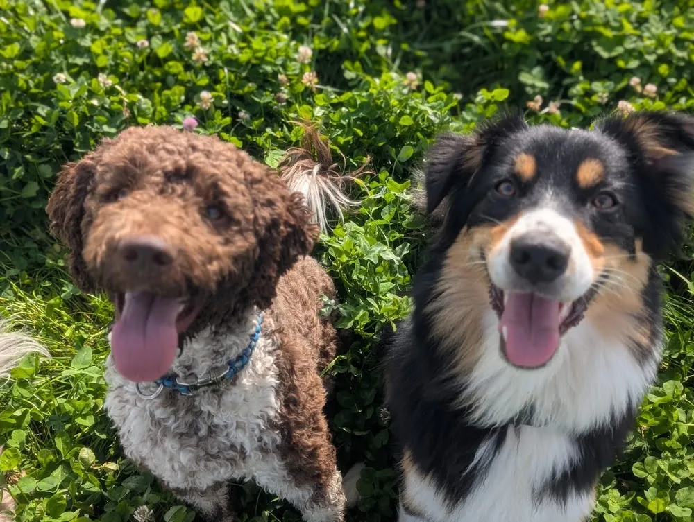 LsDogsWorld - Bussigny pet otel görseli 3