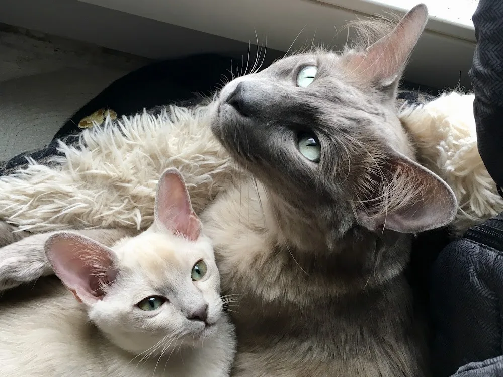 Pension pour Chats, Elevage de Tonkinois, Chatterie Cémafaune - Bussigny pet otel görseli 3