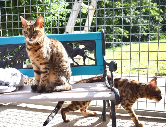 Pension pour chats : Les Aristos - Bussigny pet otel görseli 3