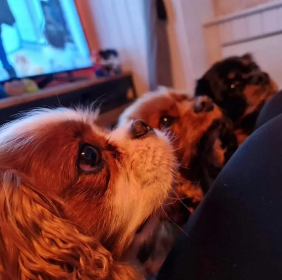 Pension pour chiens : Aux jolis museaux - Bussigny pet otel