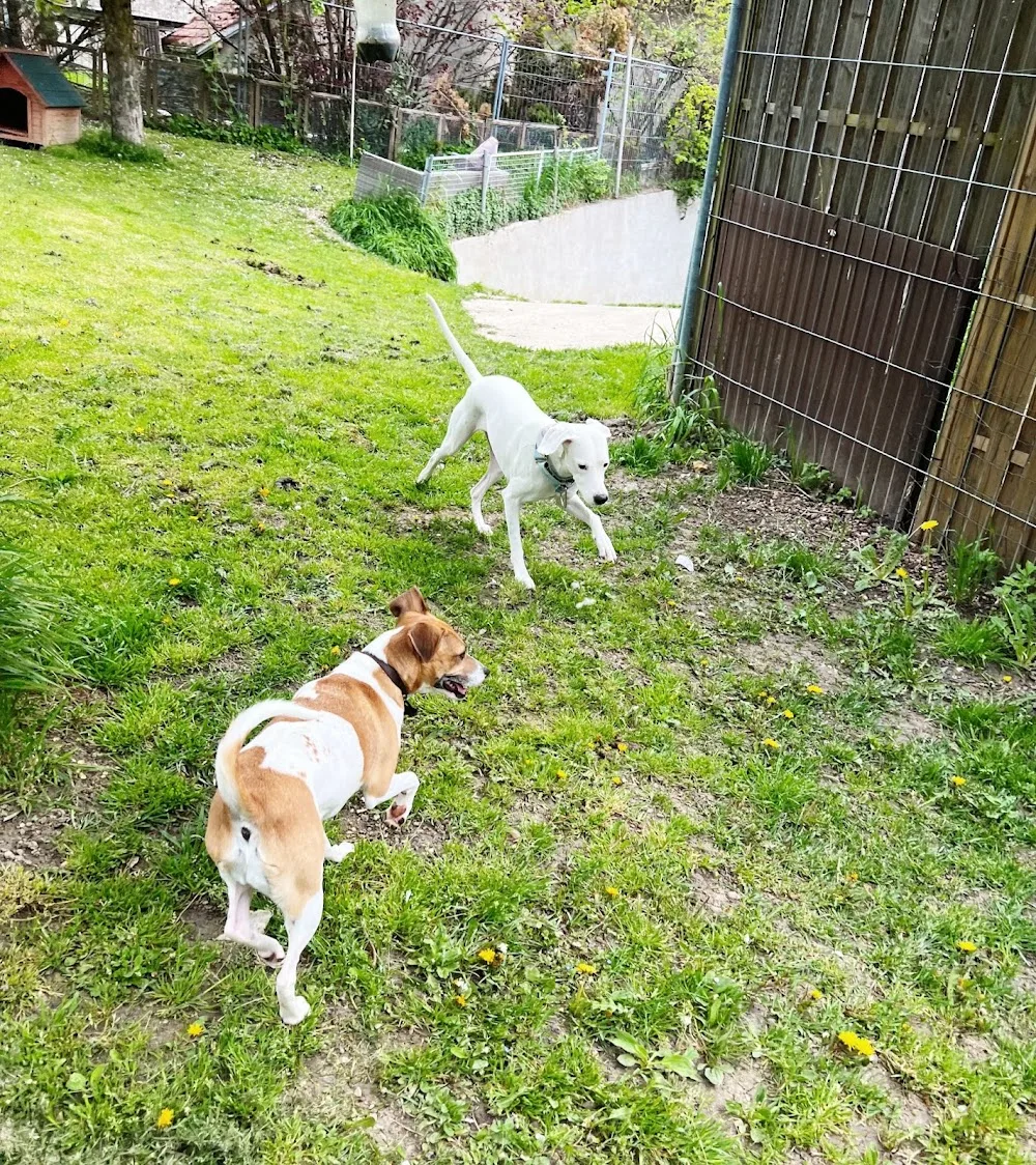 Pension pour chiens : Aux jolis museaux - Bussigny pet otel görseli 3