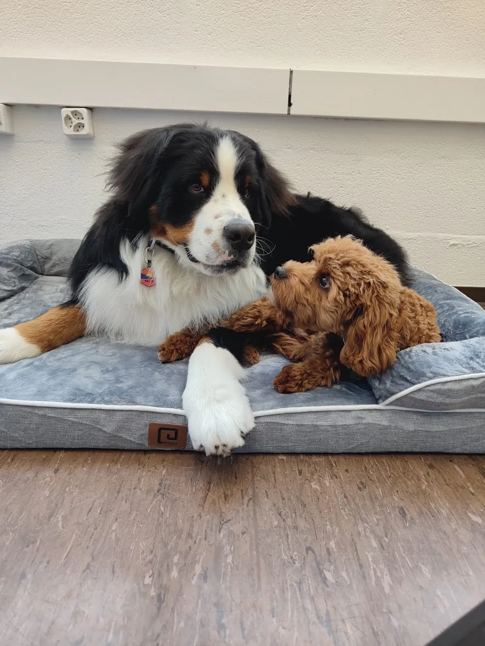 Woofy: Pension Hôtel-Garderie pour Chien - Bussigny pet otel görseli 3