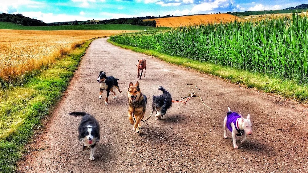 Graupelz & Co - mobile Tierpflege & Hundeschule - Buttstädt pet otel görseli 3