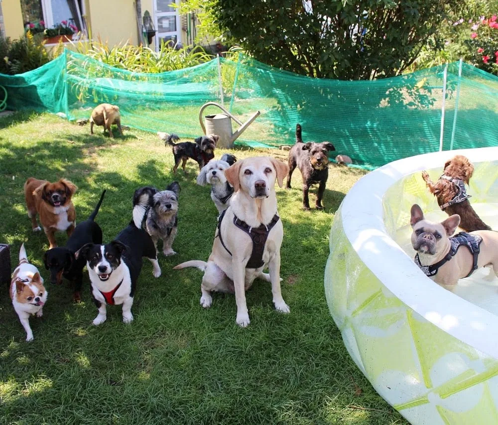 Grünes Hundehotel Erfurt - Buttstädt pet otel