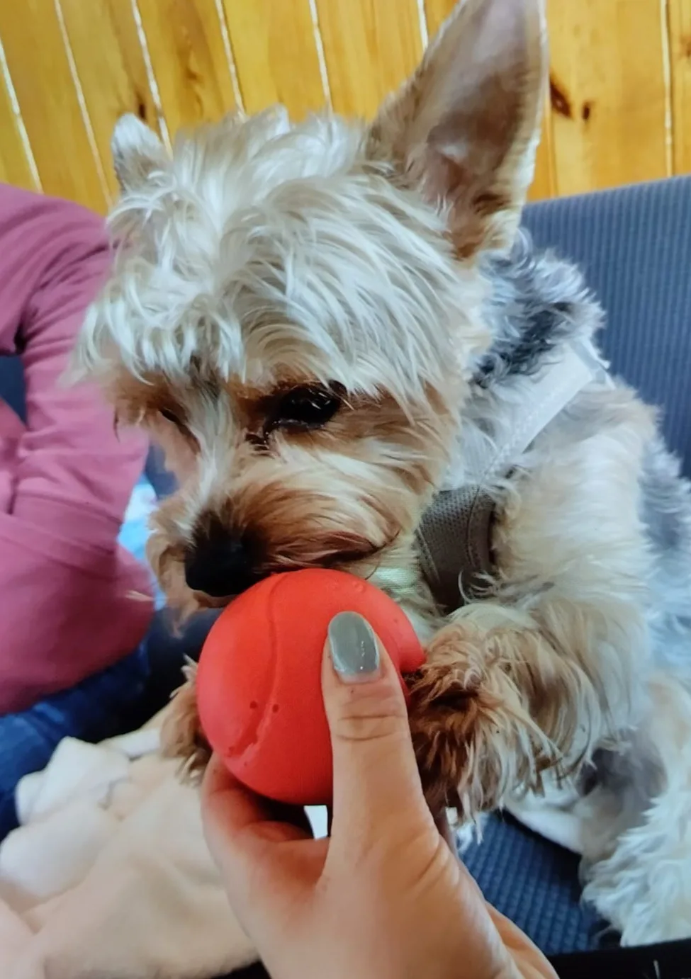 Grünes Hundehotel Erfurt - Buttstädt pet otel görseli 3