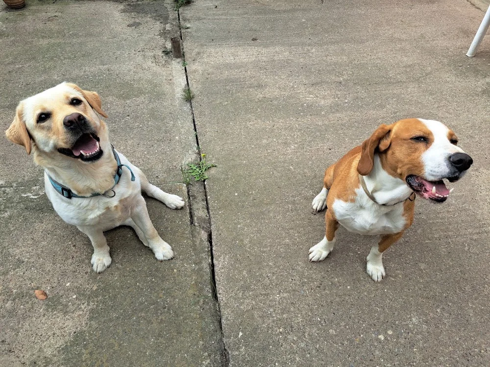 Hundebande Garnbach Pension & Training - Buttstädt pet otel görseli 3