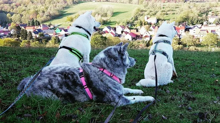 Hundebande Garnbach Pension & Training - Buttstädt pet otel görseli 6