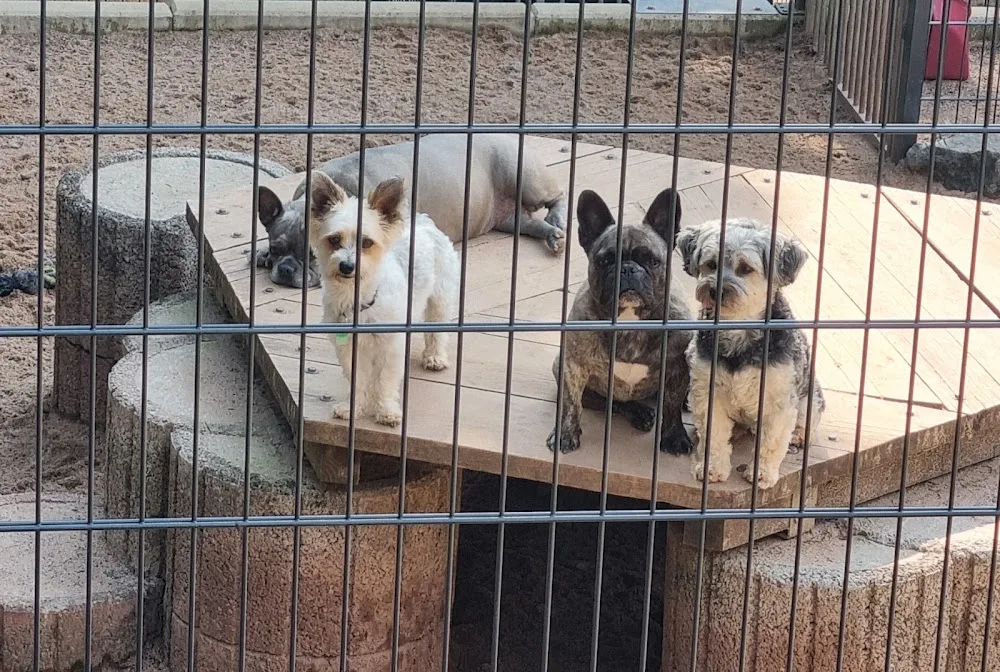 Hundepension-Hundekindergarten "Mobile Tierbetreuung Pfötchen Hufe und Co." Katrin Heidel - Buttstädt pet otel