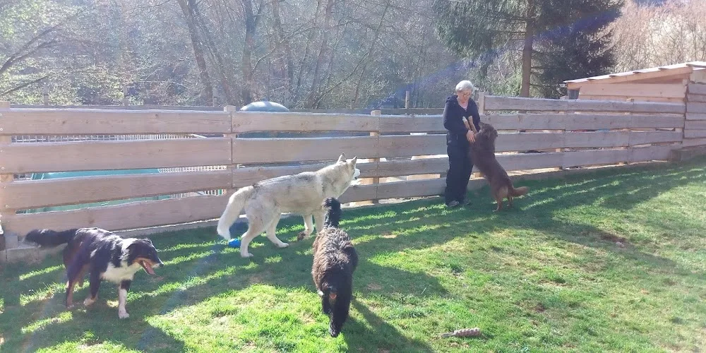 Hundepension-Hundekindergarten "Mobile Tierbetreuung Pfötchen Hufe und Co." Katrin Heidel - Buttstädt pet otel görseli 3