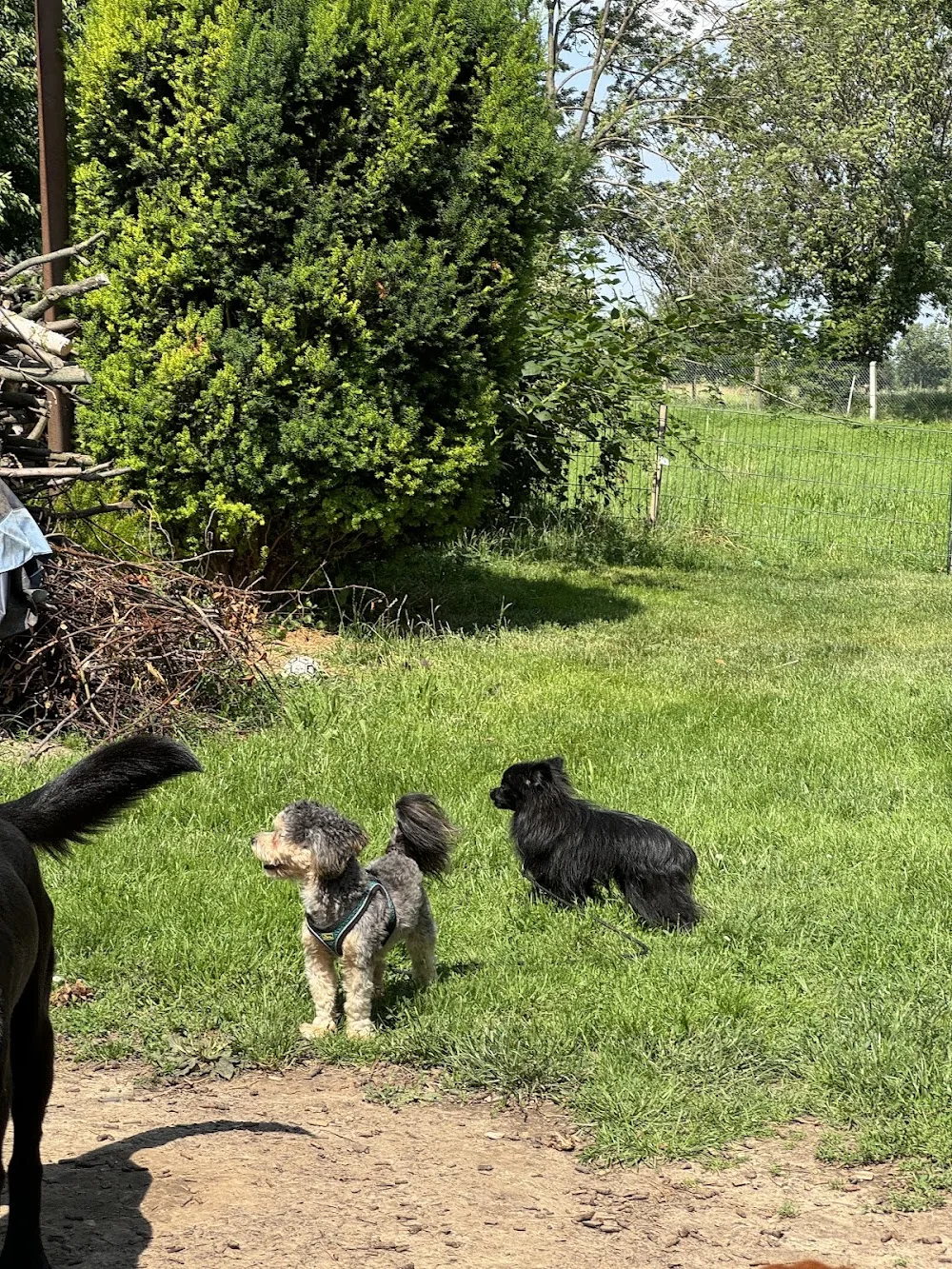 Hundepension Kitze - Buttstädt pet otel görseli 6