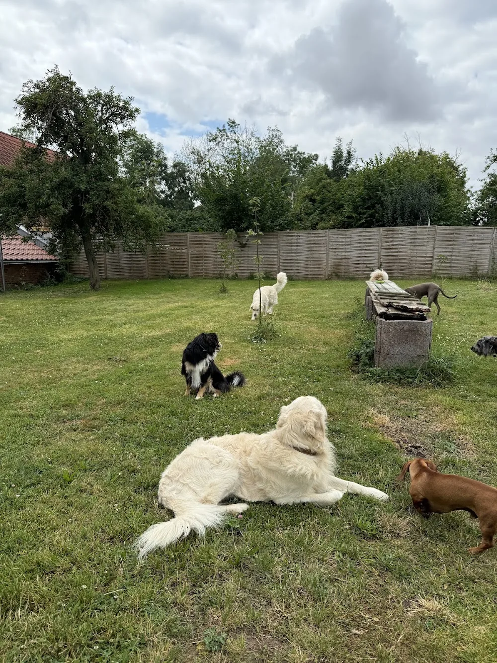 Hundepension Kitze - Buttstädt pet otel görseli 11