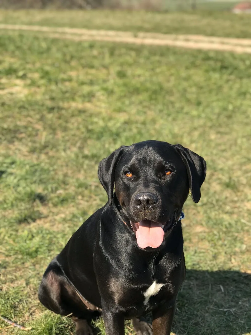 Hundepension Relax - Buttstädt pet otel görseli 3